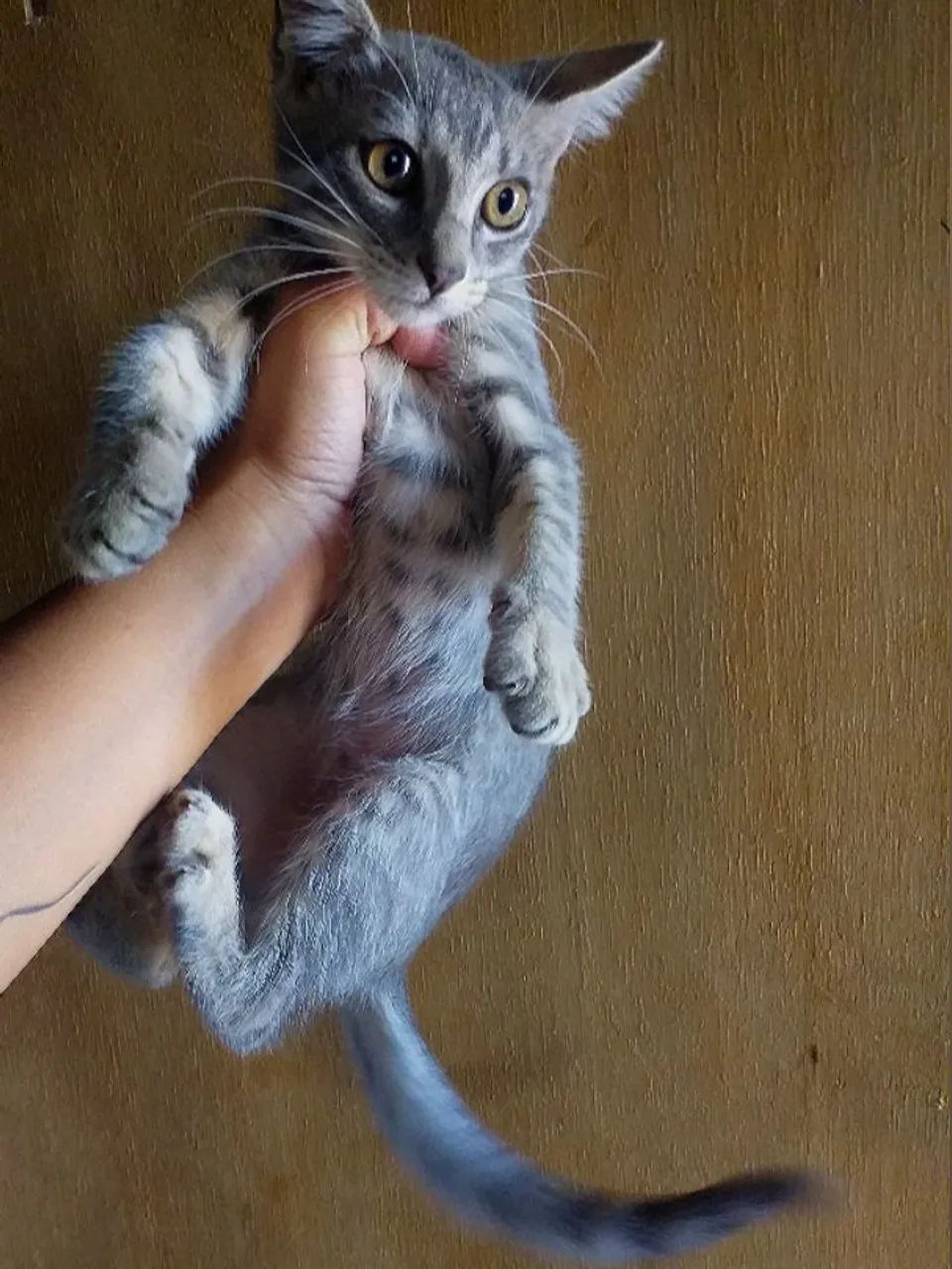 Gatinho cinza para adoção