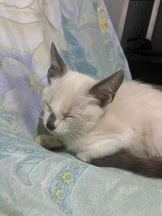 Gato Siames Filhote para adoção  - Foto 3