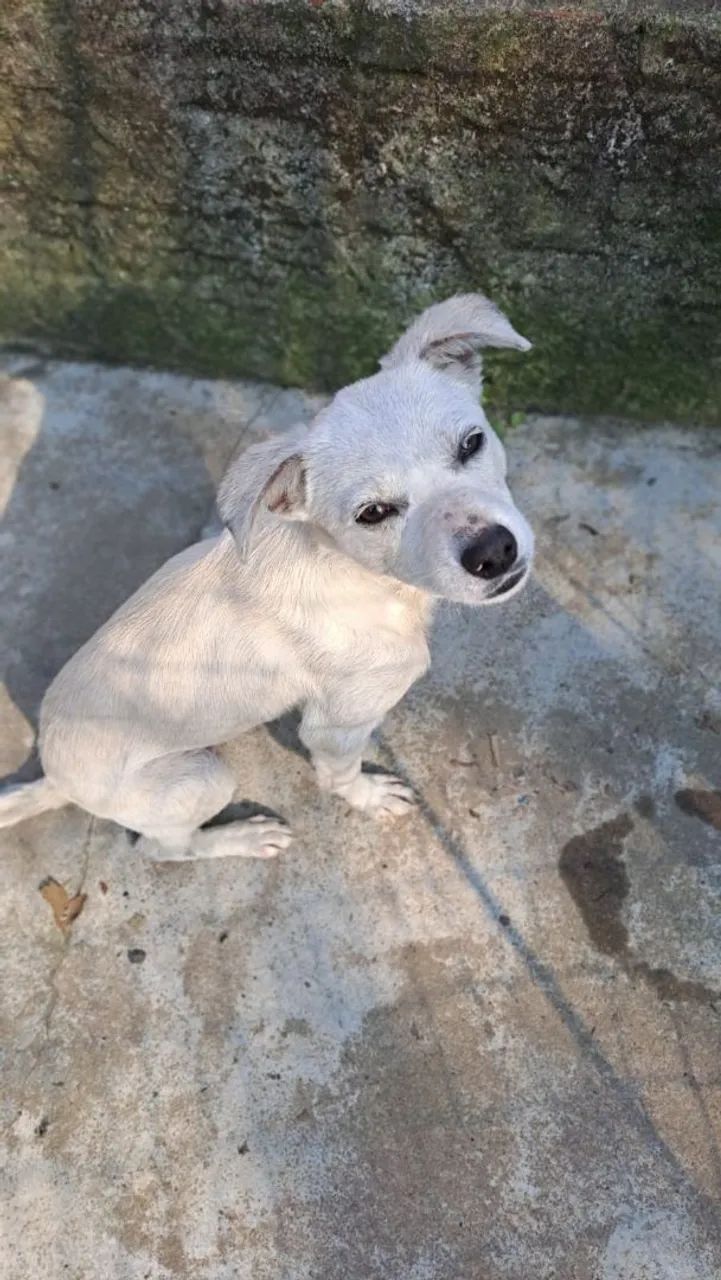Fêmea porte pequeno a médio Adorável para Adotar - Foto 4