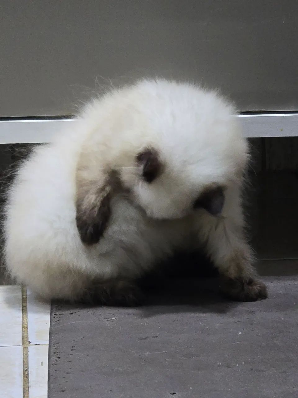 Gatinha persa Himalaia  - Foto 3