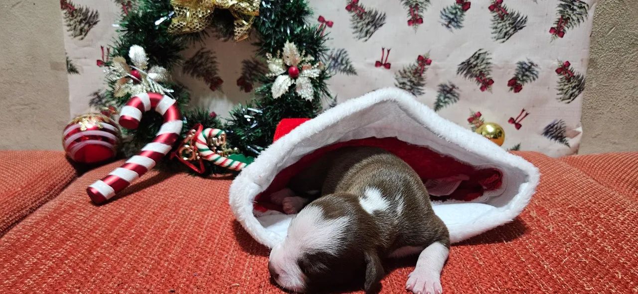 Filhote de pitbull red nose - Foto 2