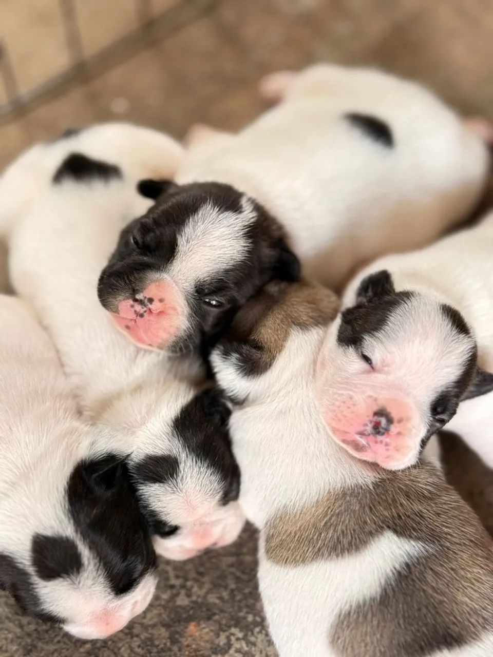 Filhotes de Bulldog Francês e Spitz Alemão - Foto 5