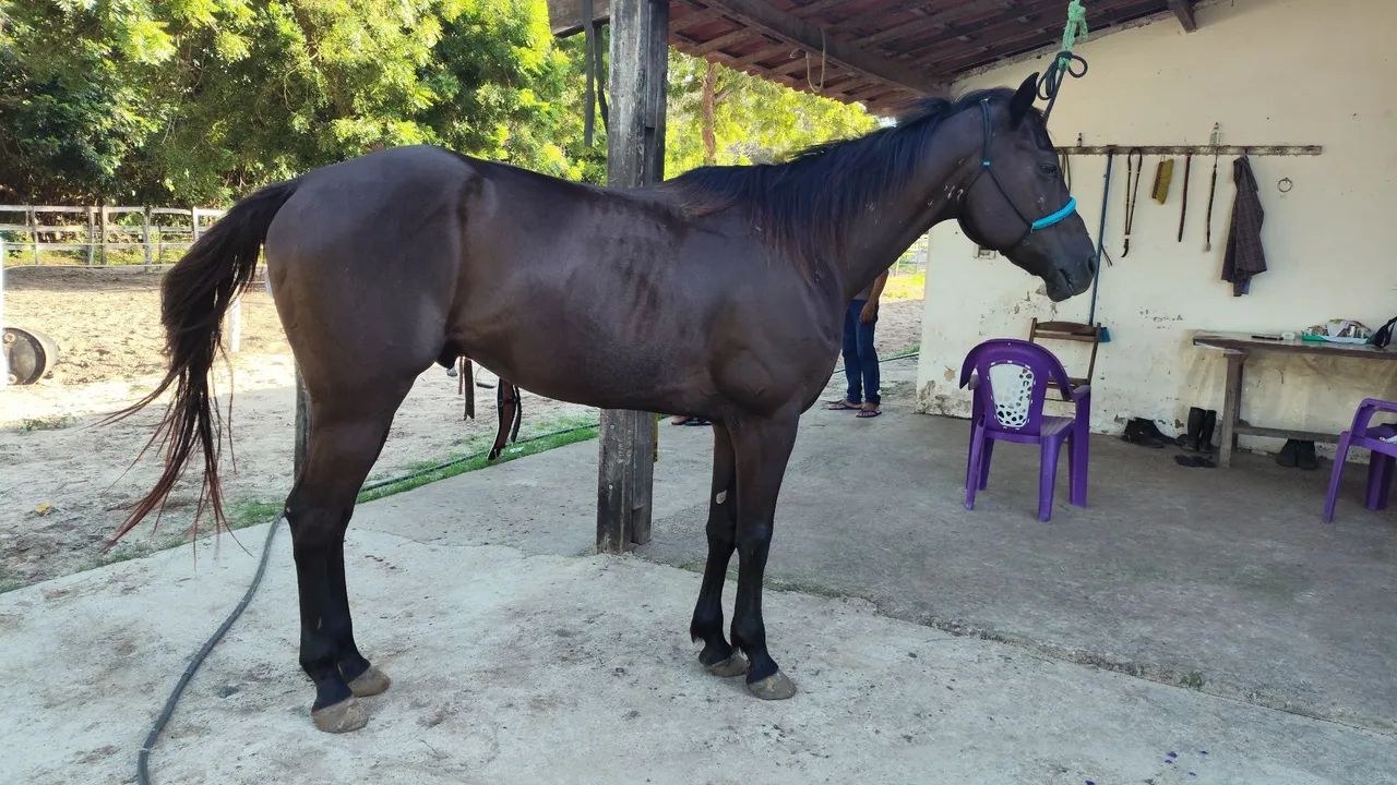 Cavalo Quarto de Milha PO com papel - Foto 2