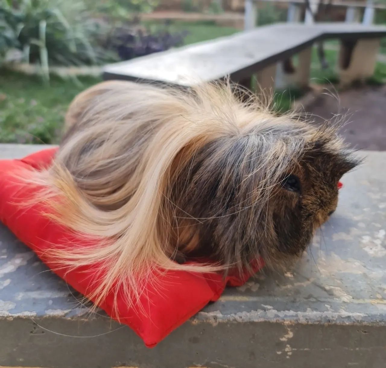 Porquinho da Índia Peruano pelo longo - Foto 5