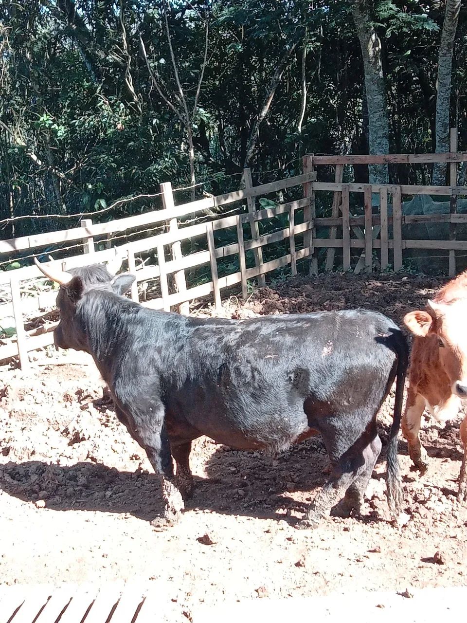 Casal mini boi R$10.000 retirar sp - Foto 4