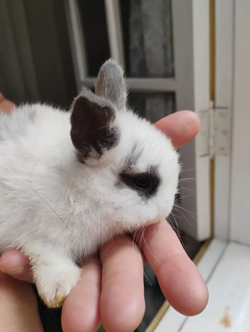 coelho Netherland Dwarf - Foto 3