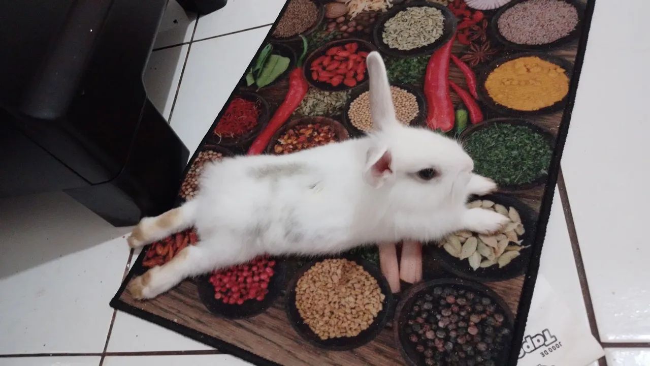 Vendo um coelho - Foto 2