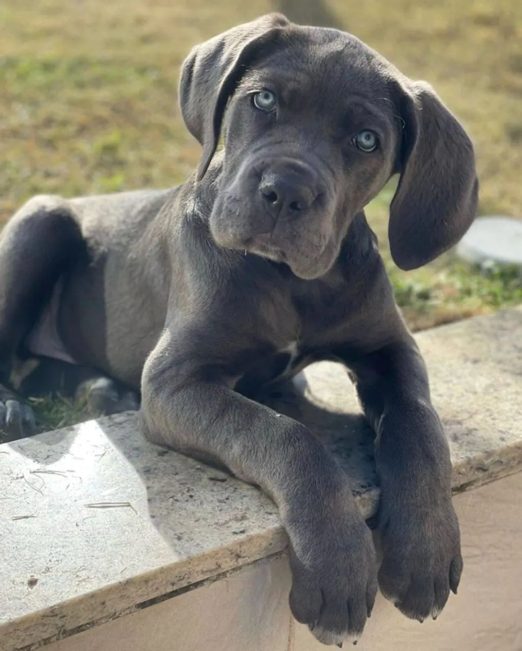 Cane corso a venda  - Foto 2