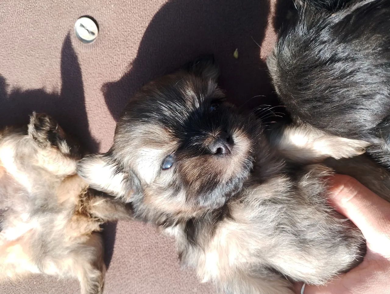 Lhasa Apso  - Foto 5