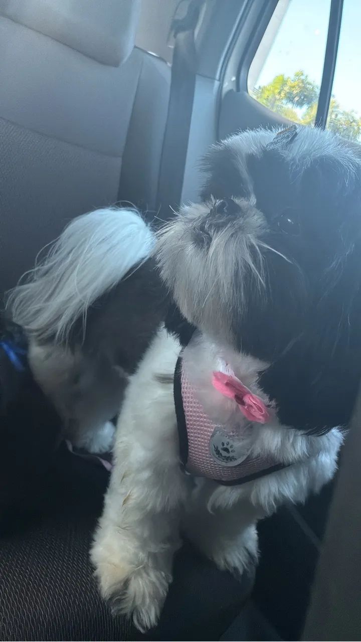 banho para cães a partir de 42,00  - Foto 4