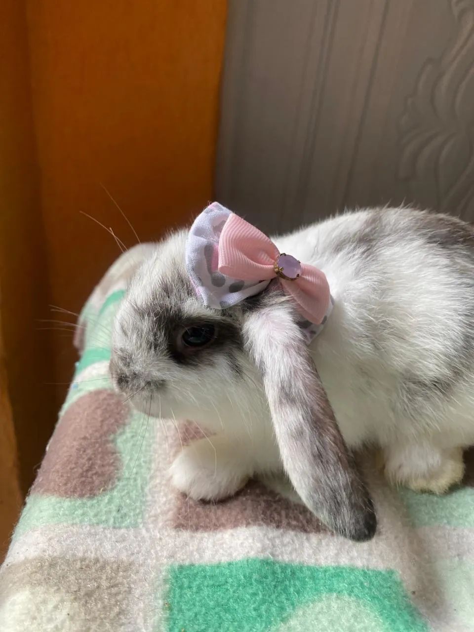 Mini Coelho - Mini Lop