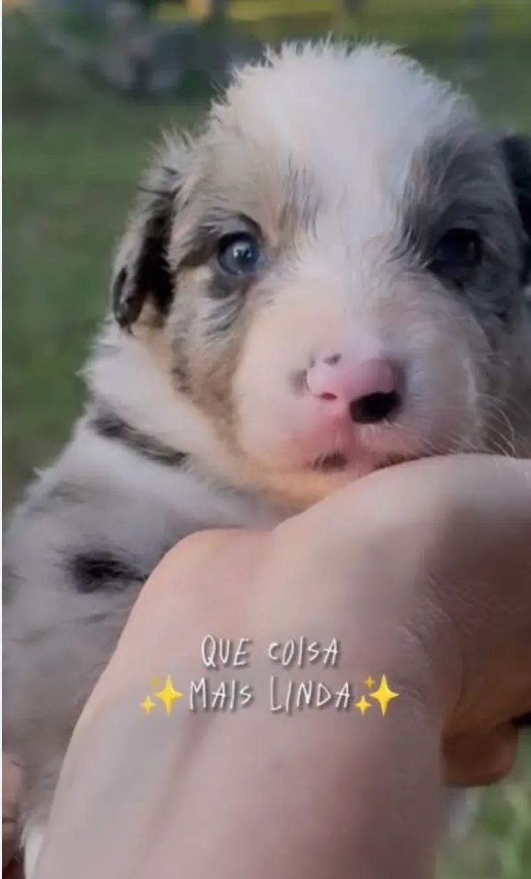 Border collie 