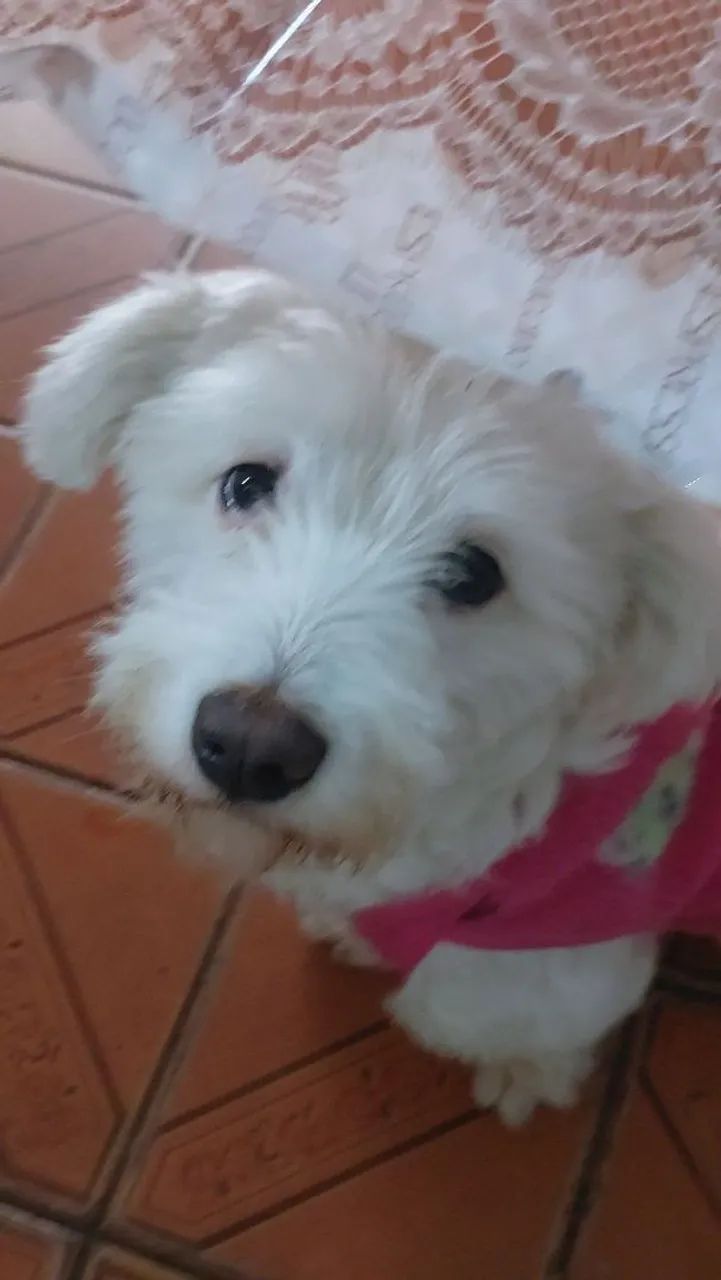 Doace cachorra