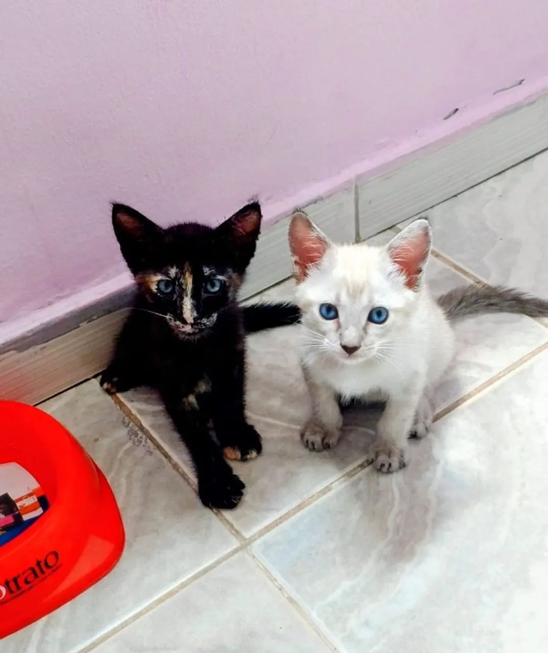Gatinhos 