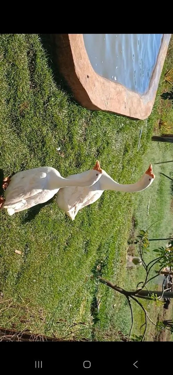 CASAL  DE GANSO CHINÊS BRANCO - Foto 3