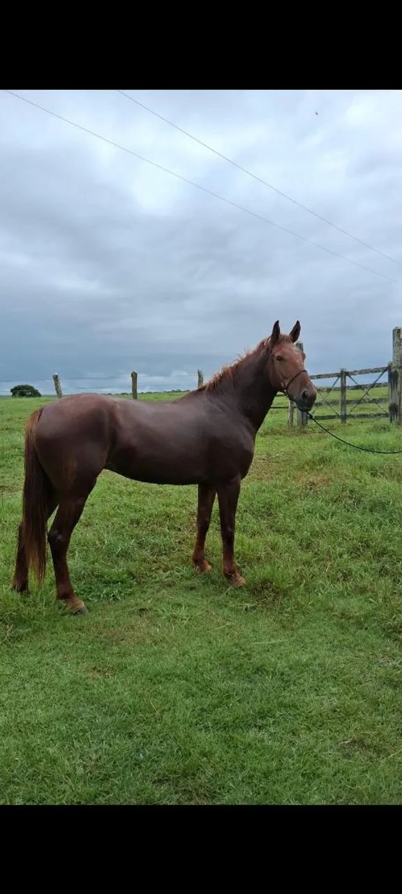 Égua mangalarga 