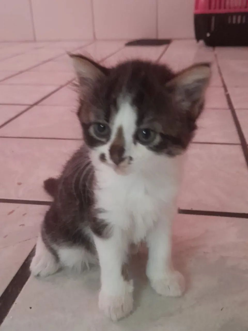 Adoção Responsável - Gata Fêmea Com 1 Mês  - Foto 2