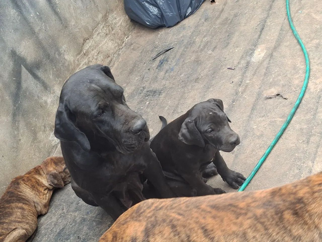 Cachorro  - Foto 4
