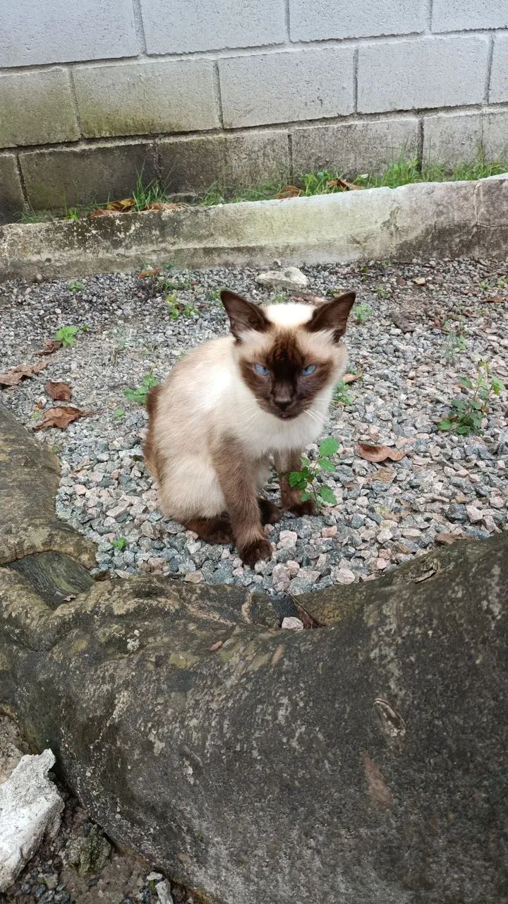 Gato - Foto 5