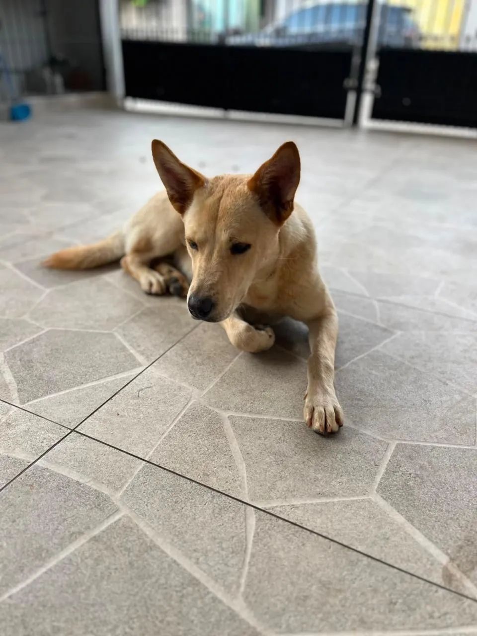 Adoção responsável  - Foto 5