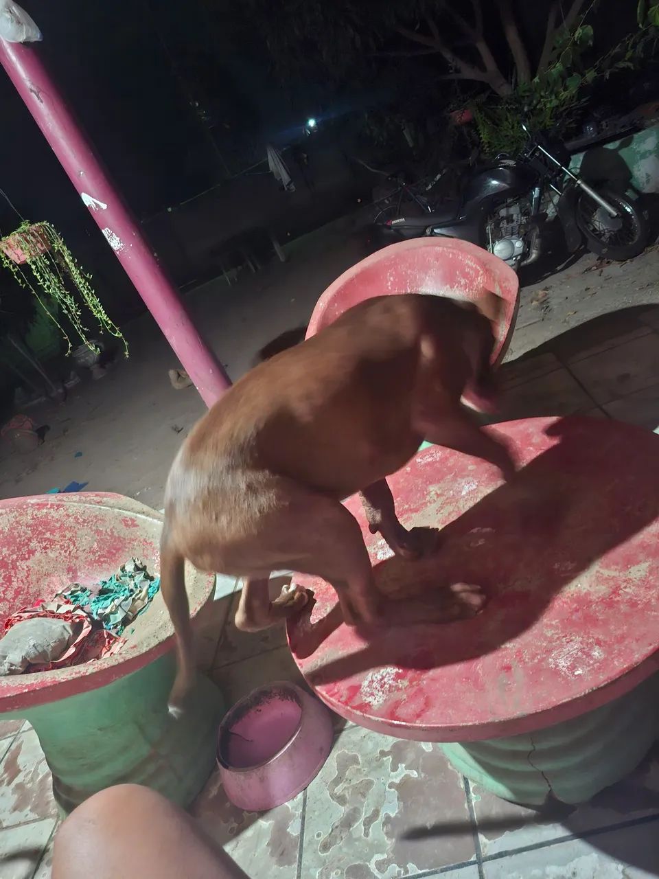 Cachorro pitbull - Foto 4