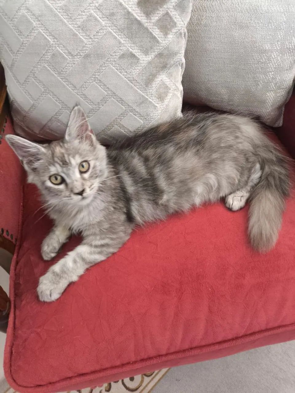 Fêmea Maine Coon  - Foto 4