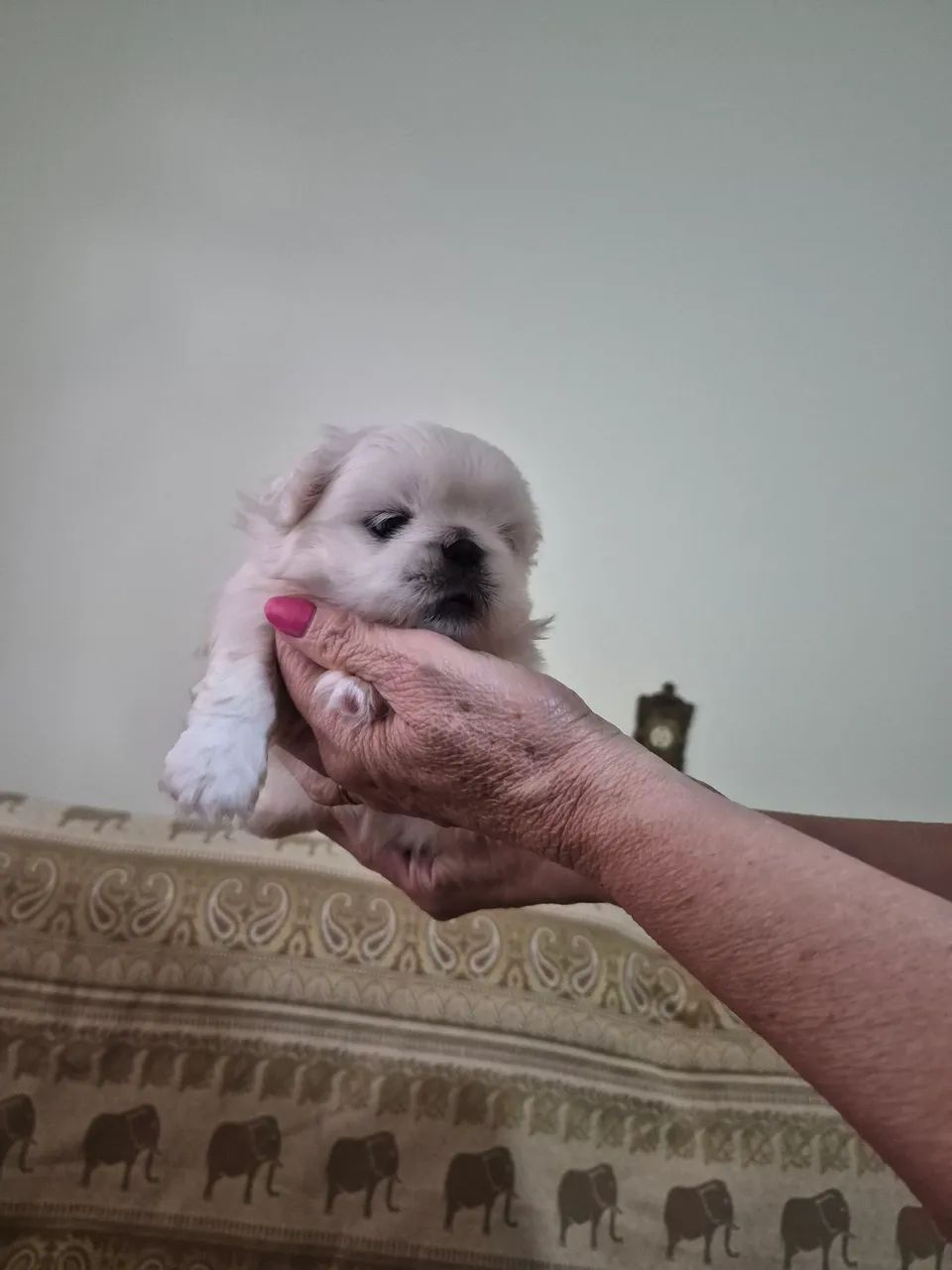 Filhotes de Pequines  - Foto 2