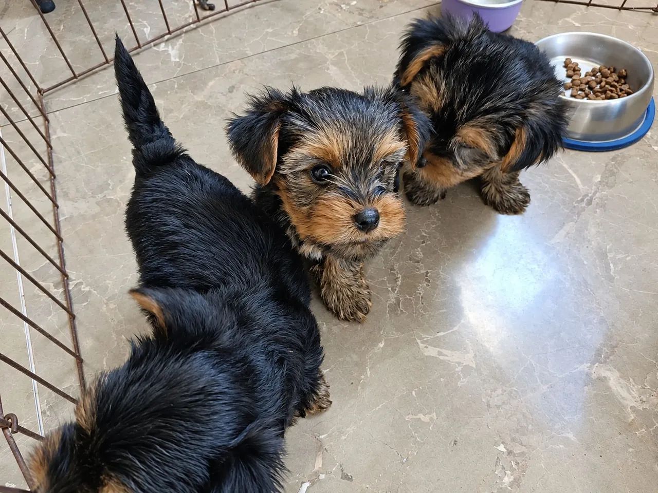 Filhotes Yorkshire Terrier