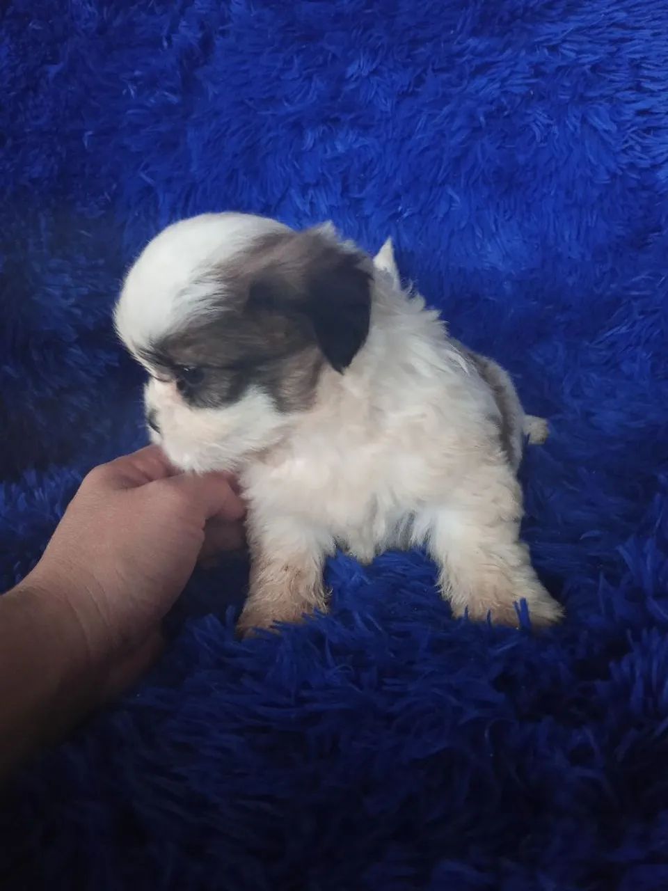 Shih Tzu  - Foto 3