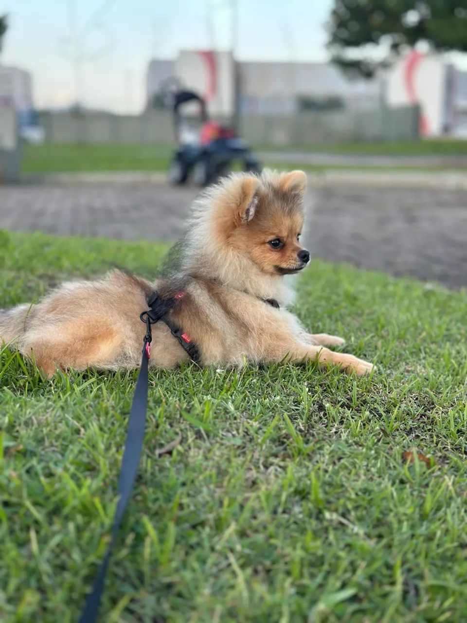 SPITZ ALEMÃO FILHOTE  - Foto 2
