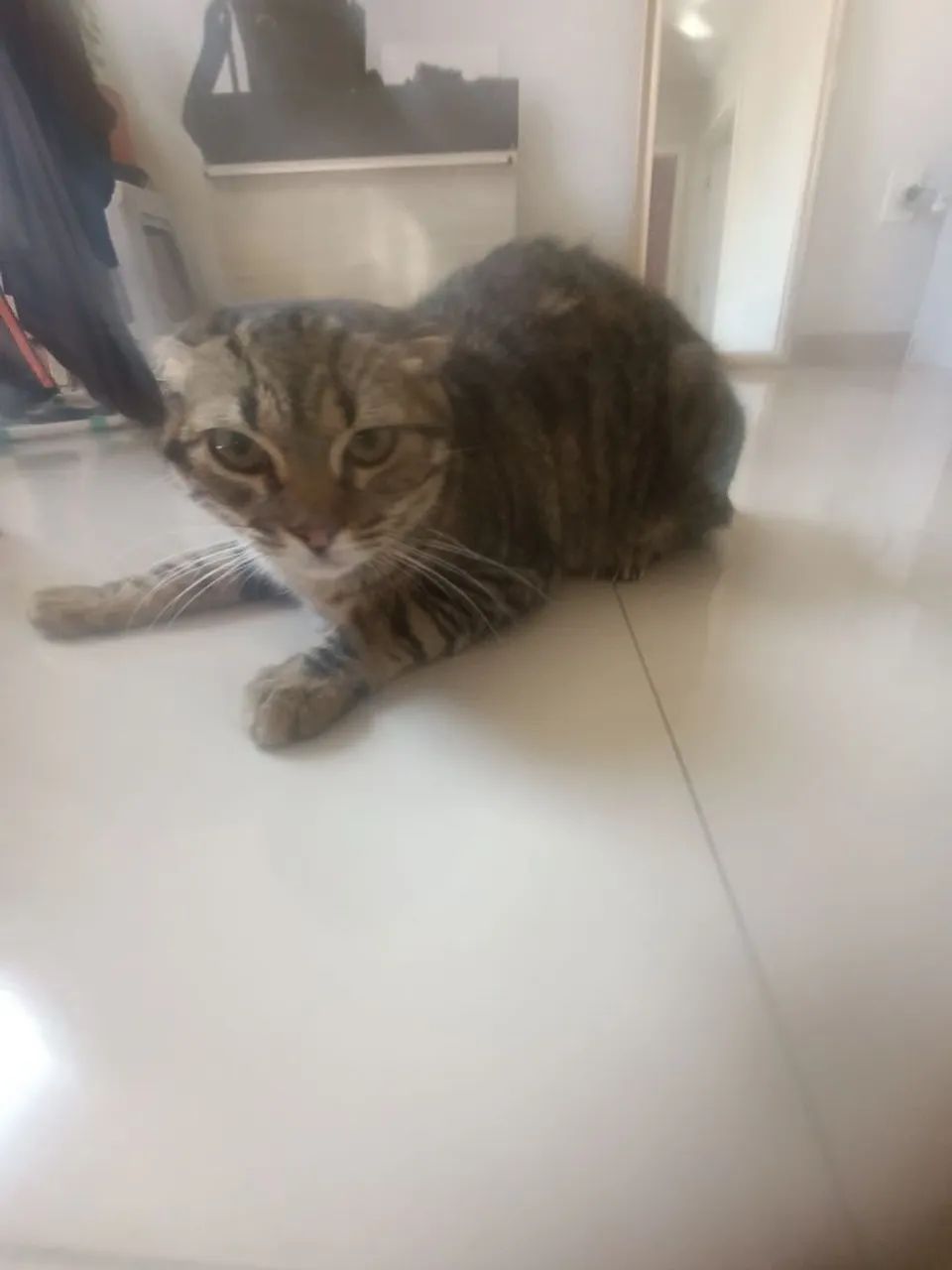 Doa-se gata super dócil  - Foto 3