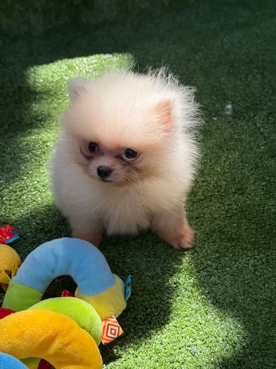 Spitz alemão  - Foto 3