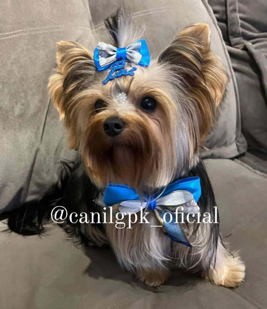 Bebês yorkshire terrier micro com pedigree! - Foto 2