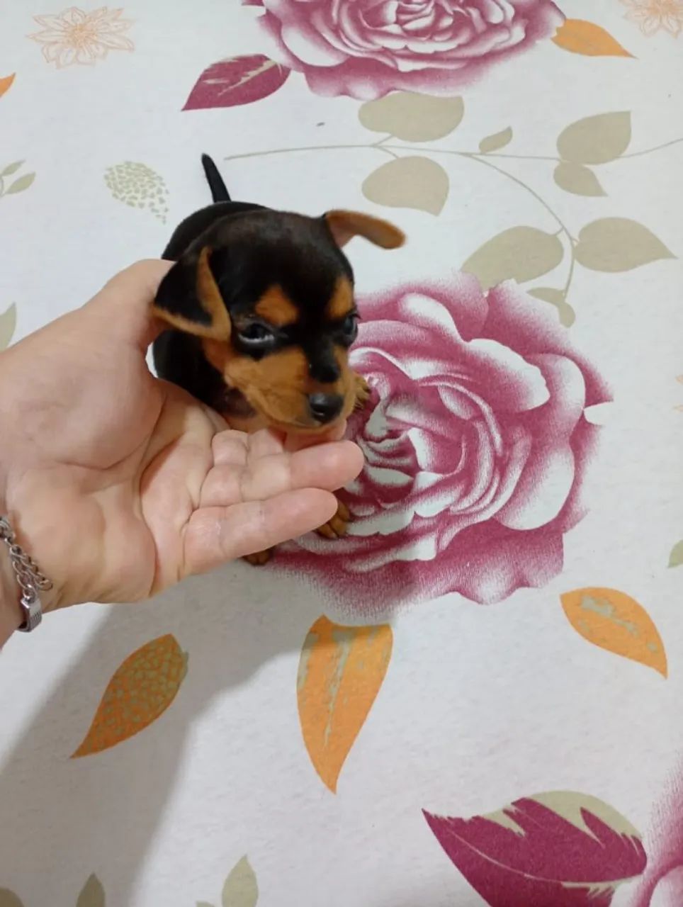 Pinscher macho n 0 - Foto 2