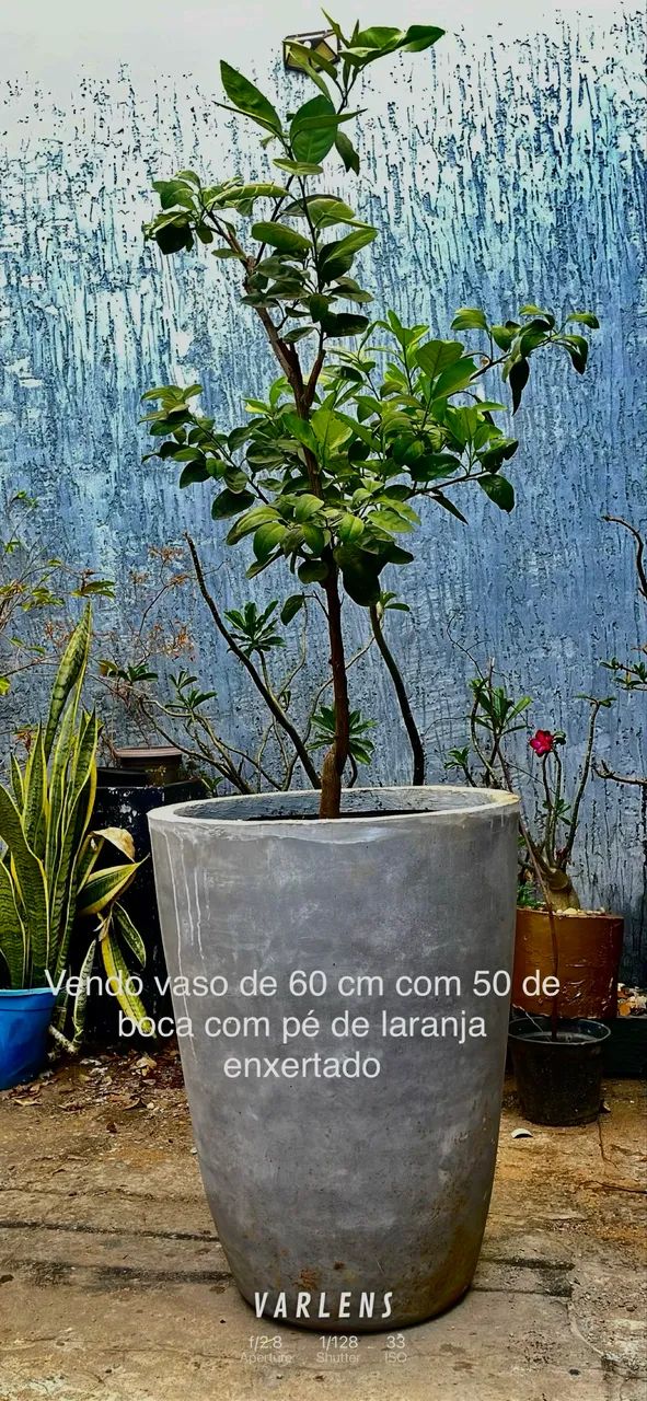 Vendo vasos de cimento 