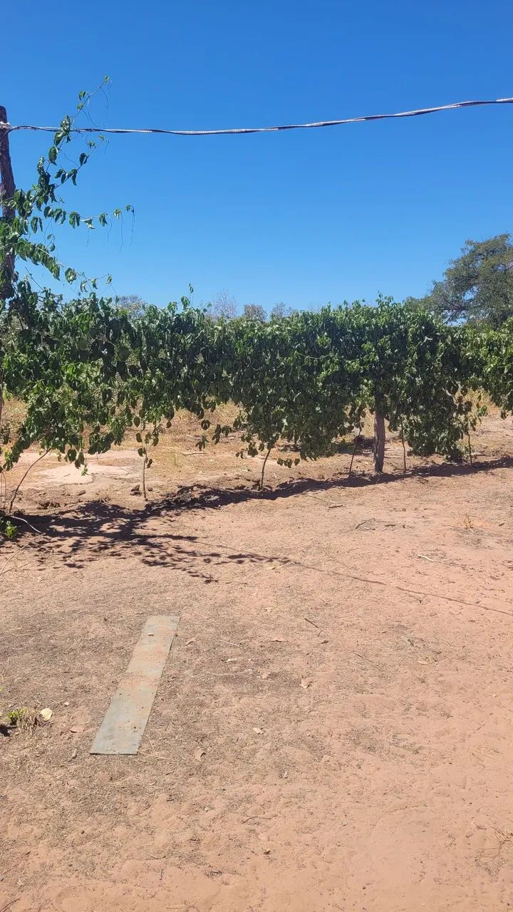 Sitio a  venda - Foto 2