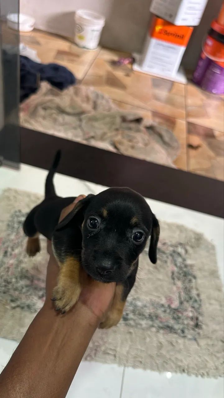 dachshund (salsicha) - Foto 6