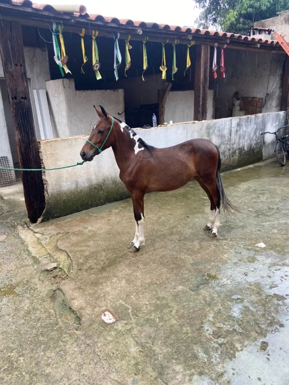 Piquira  - Foto 2