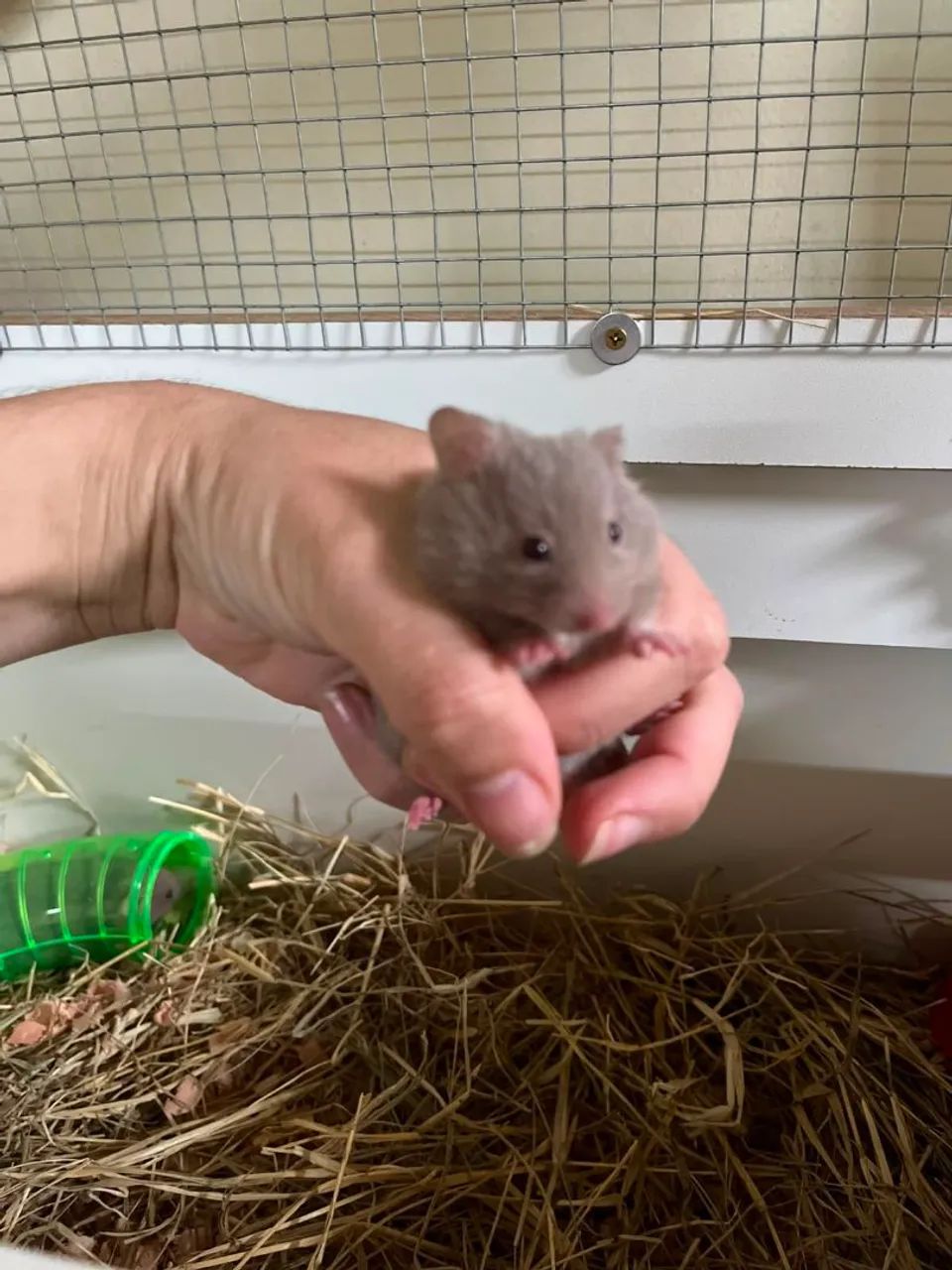 Hamster sírio e Anão Russo  - Foto 3