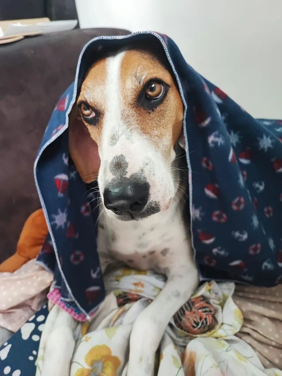 04 Unidades - Cobertor em Soft 60x90cm Para Cães E Gatos - Foto 4