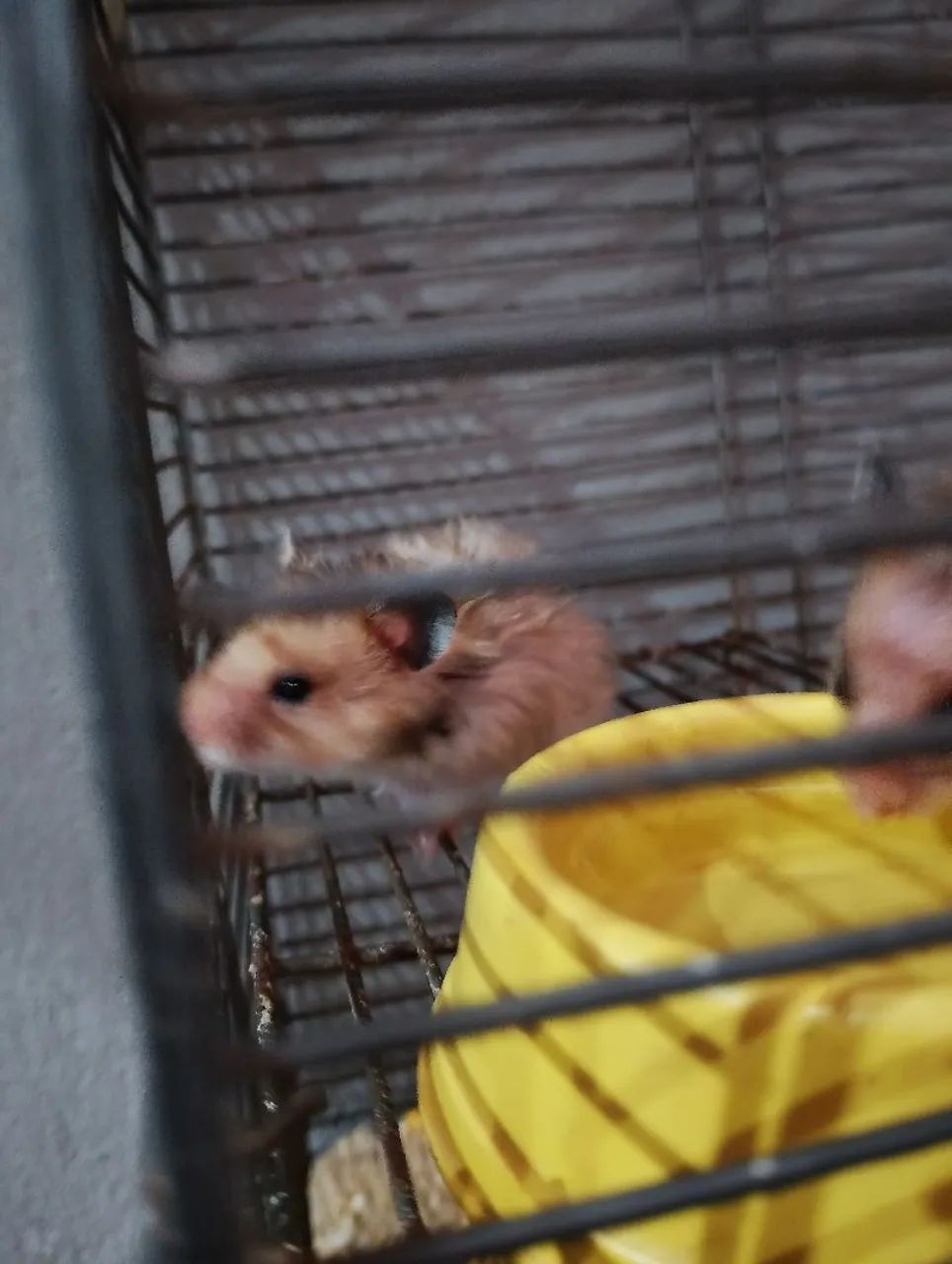 HAMSTERS  - Foto 5