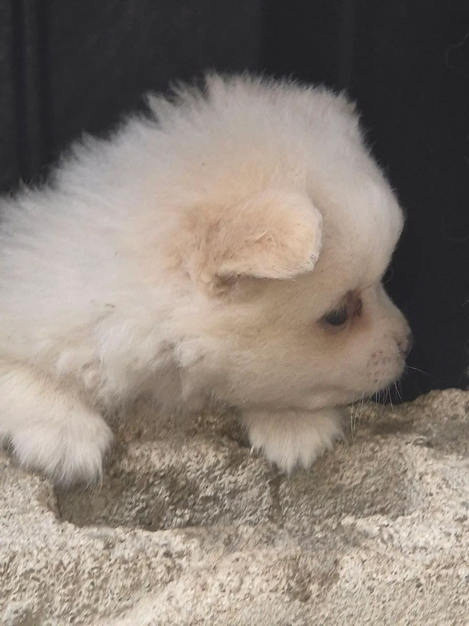 SPITZ ALEMÃO ANÃO 