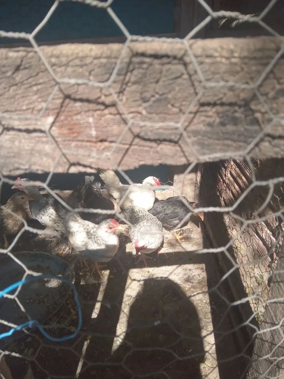 Franguinhos garnize  - Foto 4