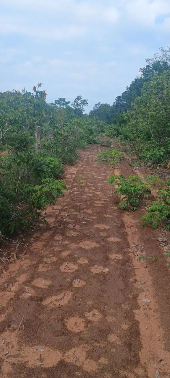 Fazenda Tocantins Dupla Aptidão Bruta, 406 Hectares - Foto 4