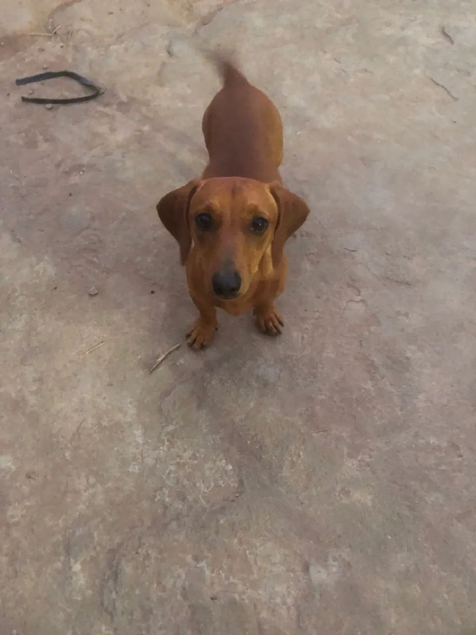 Salsicha  - Foto 3