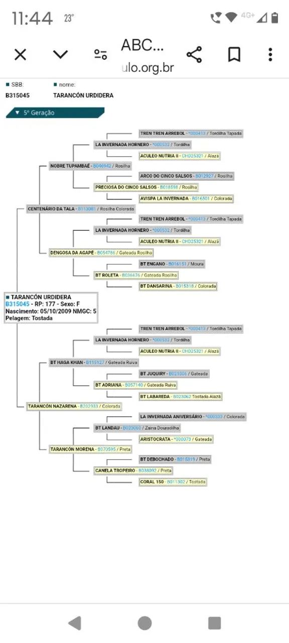 Éguas crioulas prenhas  - Foto 5