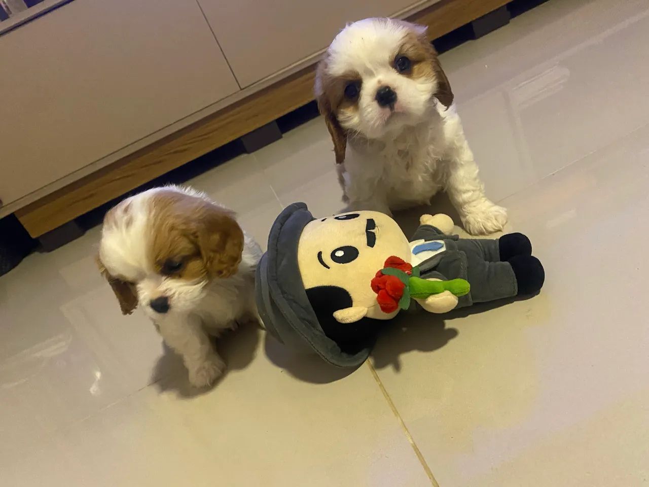 Cavalier fêmea e machinhos  - Foto 4