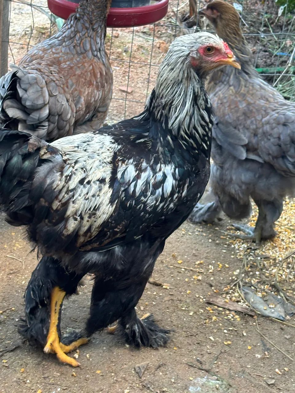 Galos (4 Brahmas)