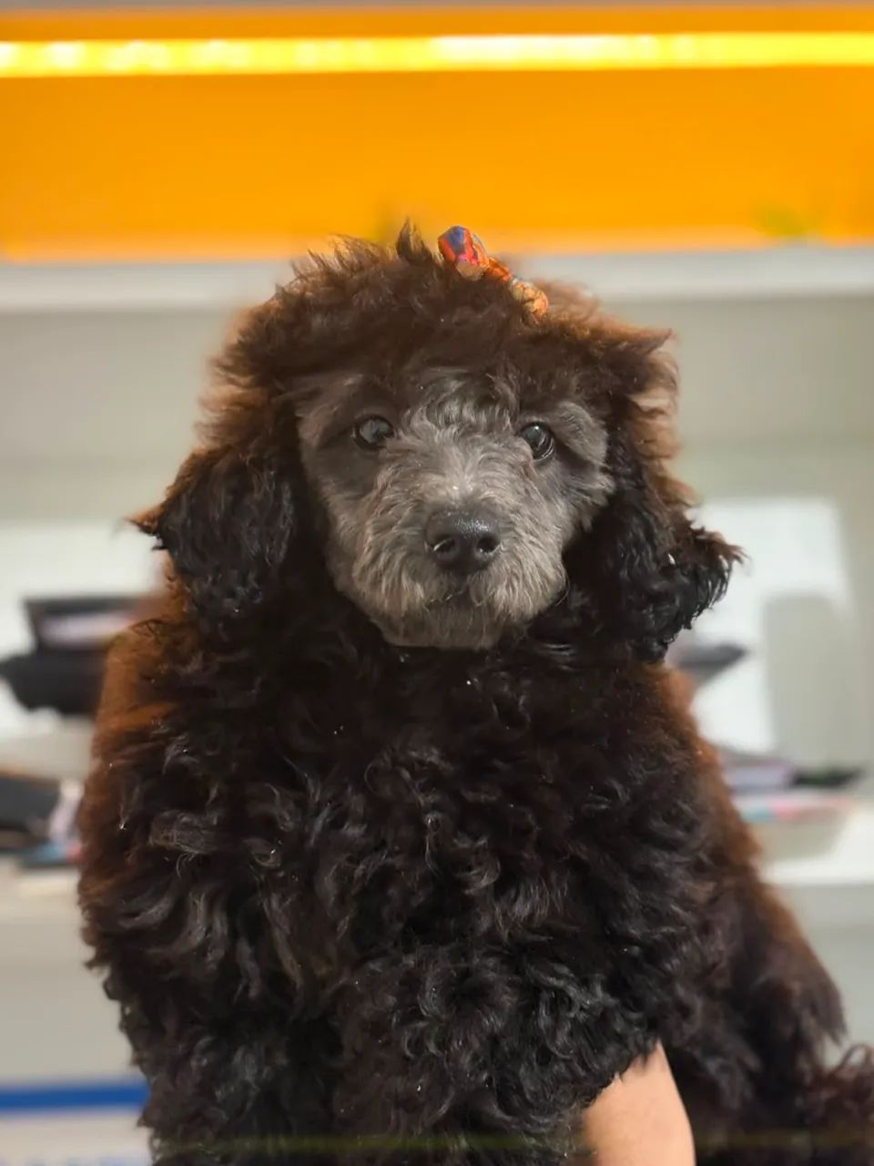 Poodle filhote  - Foto 2