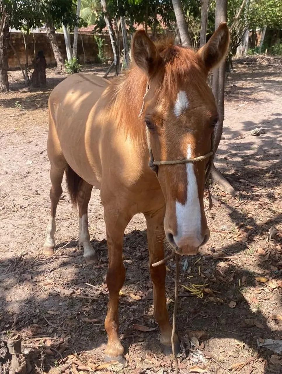 Vendo cavalos mestiços  - Foto 4